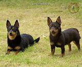 Lancashire Heeler 9R038D-042